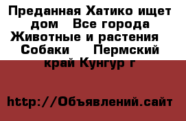 Преданная Хатико ищет дом - Все города Животные и растения » Собаки   . Пермский край,Кунгур г.